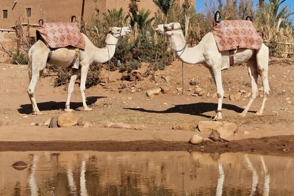 Ait Ben Haddou